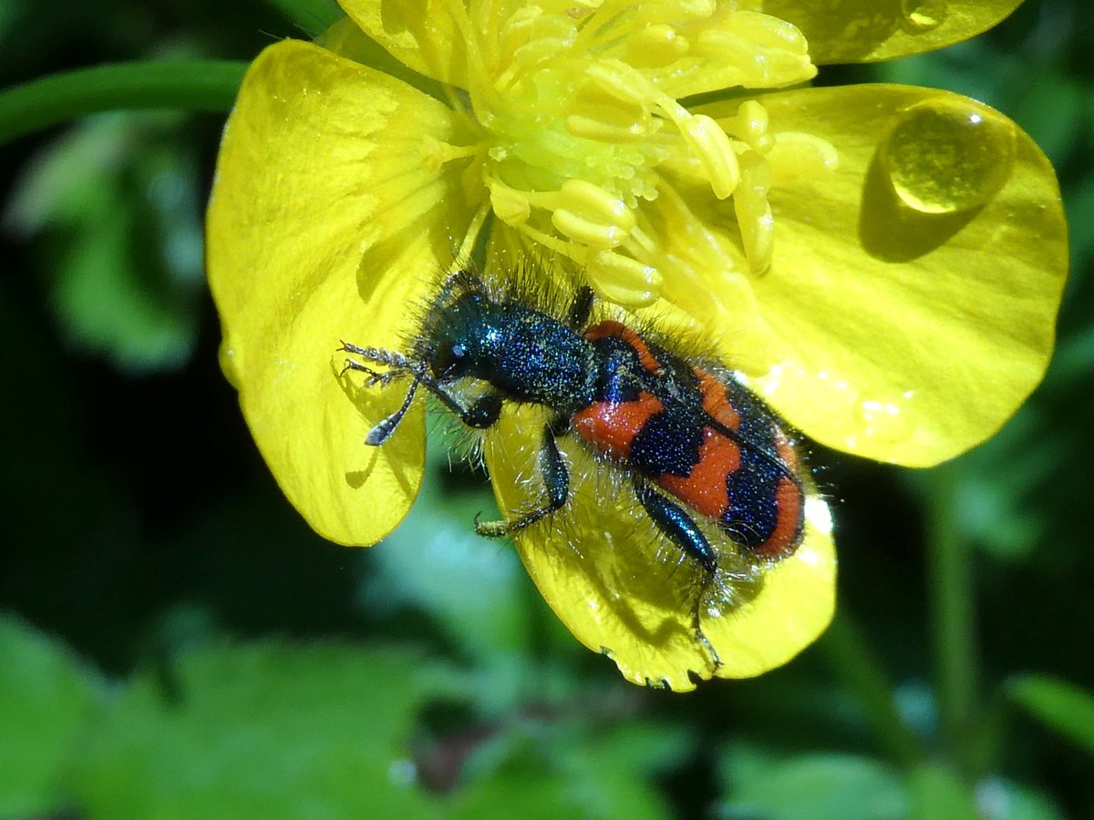 DrNiemitz's tweet photo. Danke für die Anregung! Für mich war der #Bienenkäfer #Trichodes völlig neu. Gerade neulich saß er in Luxemburg in einer Blüte! Ebenfalls ganz jung, alo stark glänzend behaart. Ein Schmuckstück!
#Käfer #NaturePhotograhpy #macrophotography #NatureBeautiful
@swaninga_fotos https://t.co/BwS88ywbbb