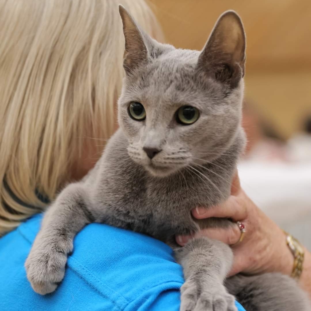 ruiseanachblues's tweet photo. Cara did do well at her last cat show 😻
#russianblue #russianbluecat 
#ruiseanachrussianblues https://t.co/W3jRk1TncD