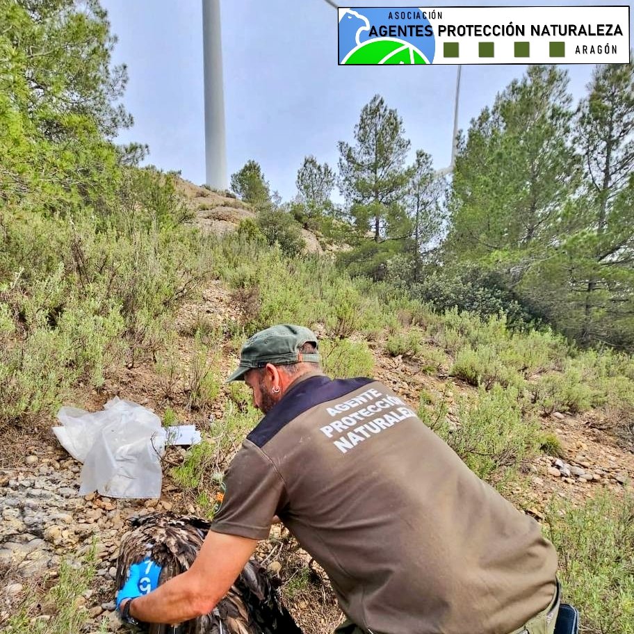 L@s #AgentesProtecciónNaturaleza levantamos el cadáver de esta #quebrantahuesos bajo las palas de un #aerogenerador en Luco de Bordón. Se trata la hembra Masía, reintroducida en el Maestrazgo en 2022 junto a Sabino, cuyo cadáver también recogimos electrocutado Ejulve.