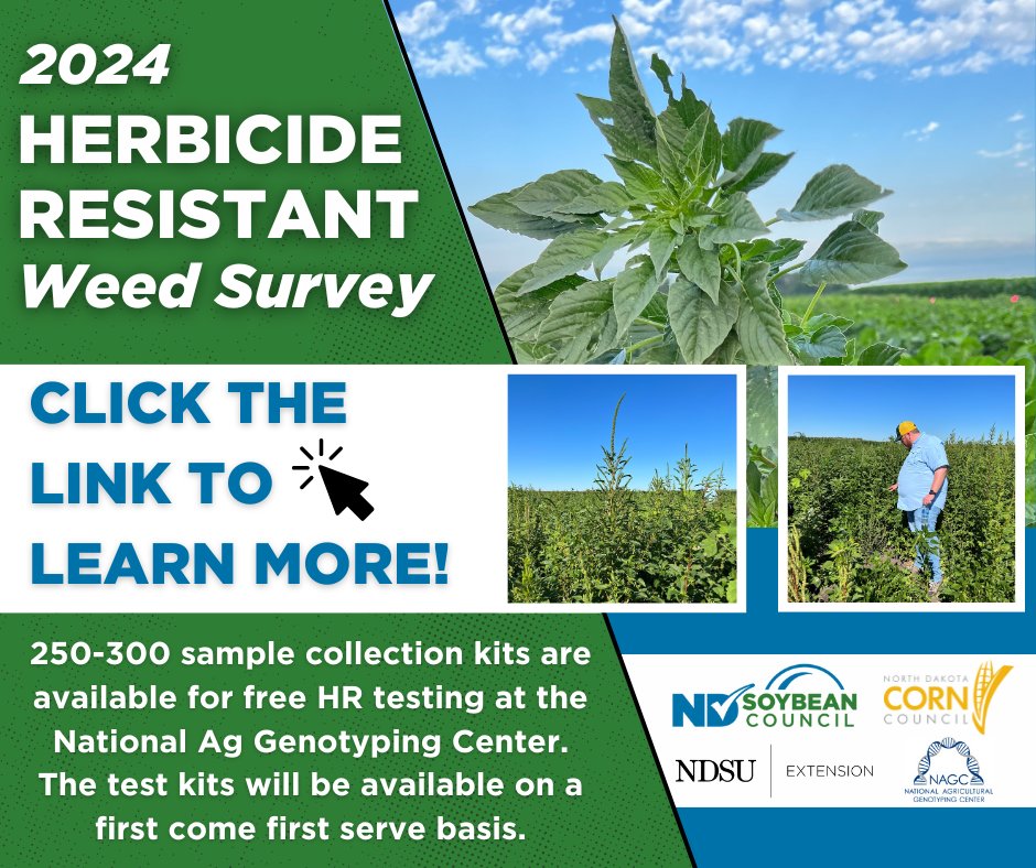 .<a href="/ndcorn/">North Dakota Corn Utilization Council</a>, <a href="/NDSUExtension/">NDSU Extension</a>, National Agricultural Genotyping Center and NDSC invites agronomists and #soybean farmers to participate in the Herbicide Resistant Weed Survey by collecting pigweed and kochia leaves from regions of North Dakota. 🌱 Learn more: bit.ly/hrweedsurvey