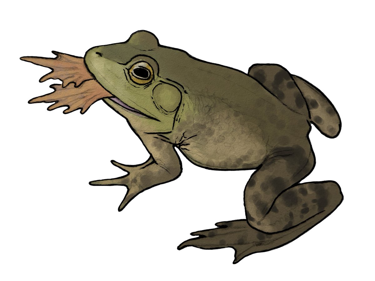 petrovenator's tweet photo. American bullfrog sketch colored in digital
#amphibian #bullfrog https://t.co/YNACRRL7vB