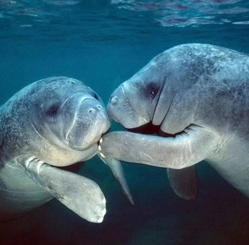 scubadivingyard's tweet image. Spilling the tea with bestie. ☕️ What do you think they are talking? 🤔 ❤️ 😍 .
.
.
.
.
.
#manatee #seacow #snorkeling #underwater #fun2dive #gopro #discovercr #visitfl #florida #explore #sealife
