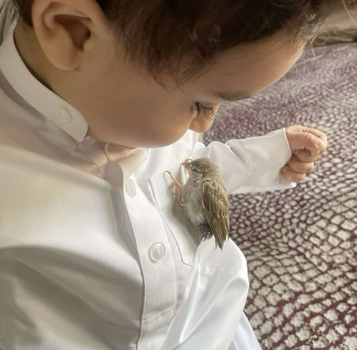 قال ﷺ(يدخل الجنة أقوام أفئدتهم مثل أفئدة الطير)