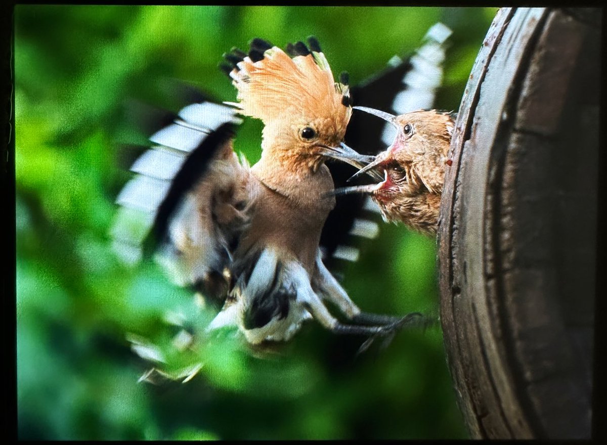 Bugün ibibiklerin yavrularını besleme anlarına tanık oldum. Saatlerce kamuflaj çadırının içinde, havasızlıktan da dolayı güneşle birlikte kavruldum ama gün sonunda çektiğim fotoğraflara dönüp bakınca çilesi bitti sefası baki kaldı💚🍀