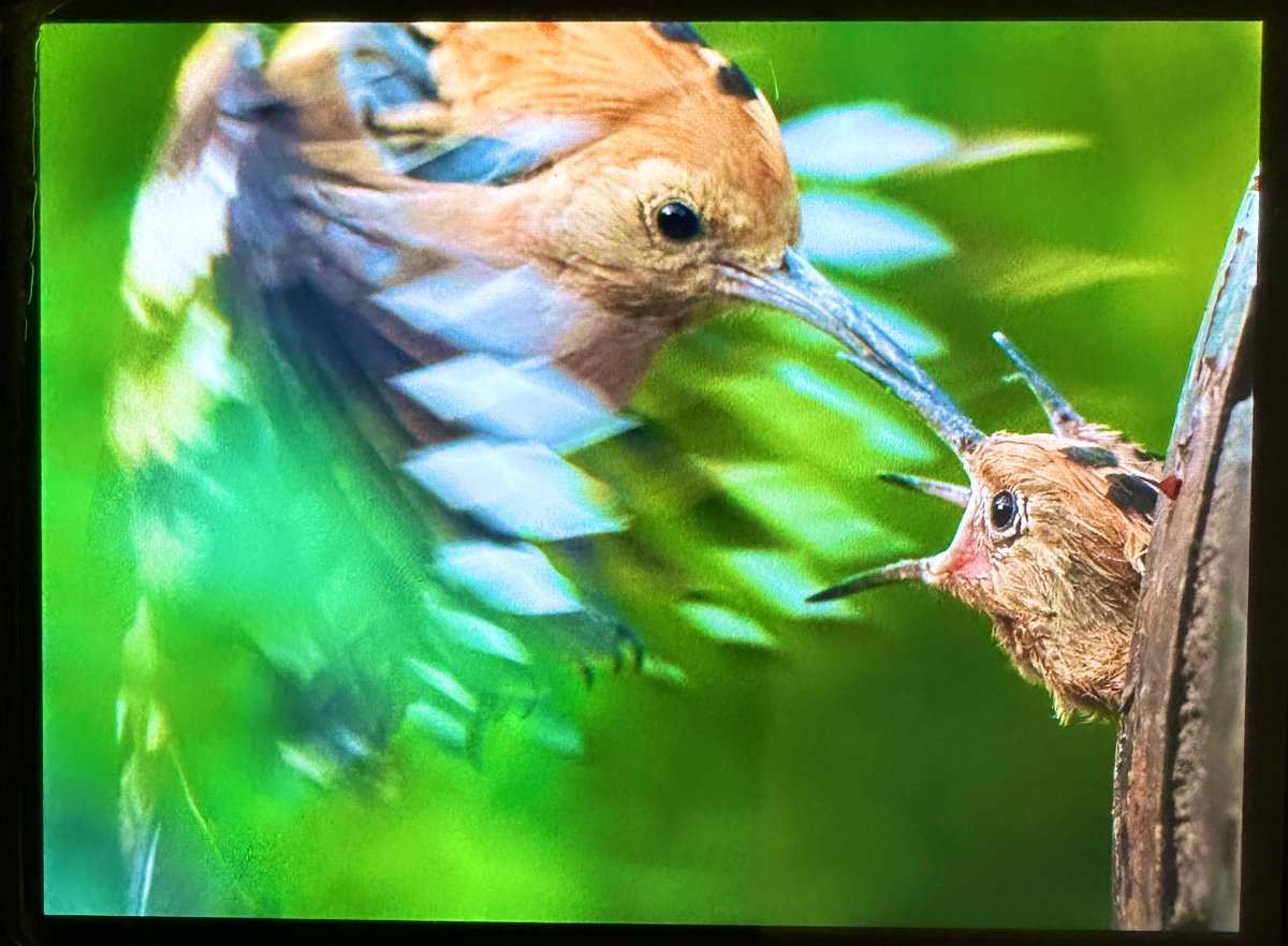 alpertuydes's tweet photo. Bugün ibibiklerin yavrularını besleme anlarına tanık oldum. Saatlerce kamuflaj çadırının içinde, havasızlıktan da dolayı güneşle birlikte kavruldum ama gün sonunda çektiğim fotoğraflara dönüp bakınca çilesi bitti sefası baki kaldı💚🍀 https://t.co/yxWxzy1nAK