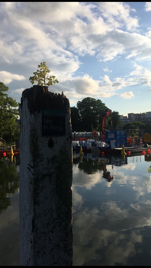 zamarginalities's tweet photo. Evening walk, #TeddingtonLock, 10 June 2024 https://t.co/c6hwW7YYkZ