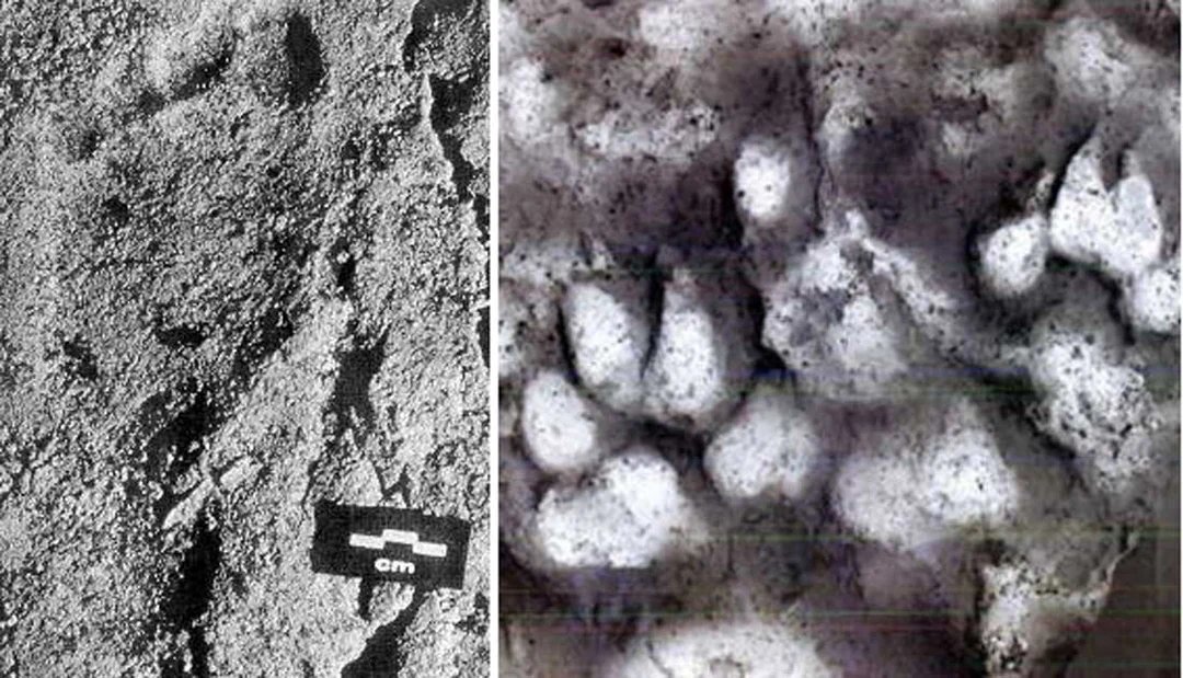 me: in a field. my dog darts over, knocks my son to the ground, hard. look up. theres two big stray dog watching us. dogs do this to protect a kid, to make them smaller and know where they are

a cave in france has these ice age footprints: a child walking with a domestic canine
