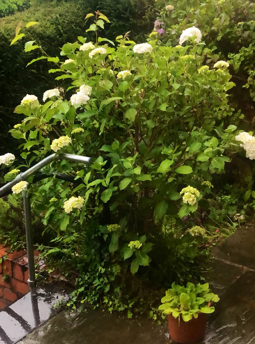 🌱GreenFingers tweet media