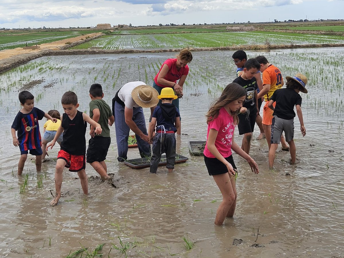 El passat dissabte la nostra escola va participar en la plantada d'arròs amb el nostre propi planter. Gràcies a la col·laboració del Grup verd Omeda