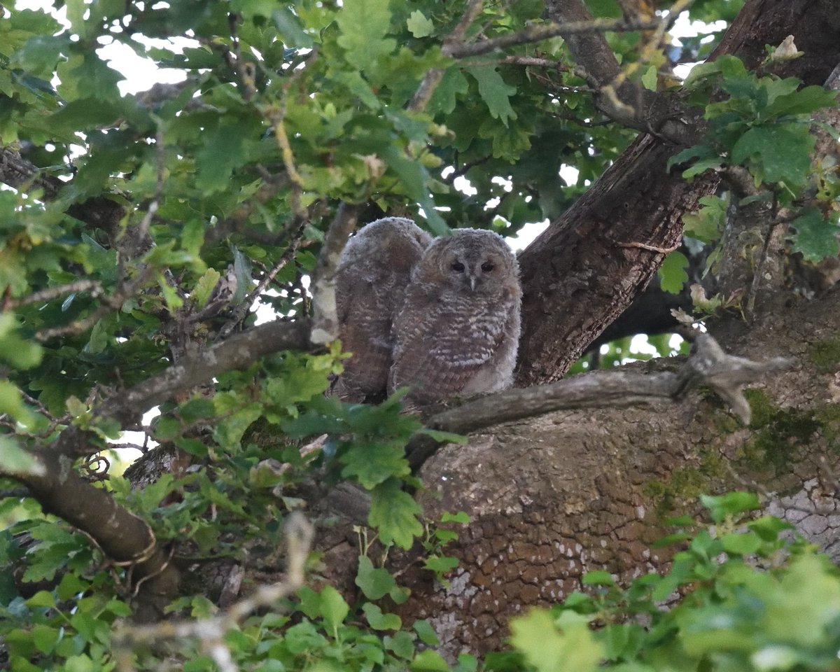 JoKingDevon's tweet photo. Thought our #TawnyOwls had moved on as we hadn't seen them since Sunday night, then after Springwatch I looked out to check and there they were in their usual spot! Mum and the 2 Owlets 😍 #Shutterton #Dawlish #Devon https://t.co/vmOgCbrhHx