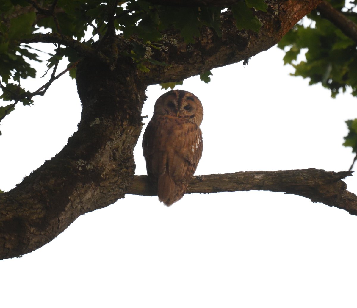 JoKingDevon's tweet photo. Thought our #TawnyOwls had moved on as we hadn't seen them since Sunday night, then after Springwatch I looked out to check and there they were in their usual spot! Mum and the 2 Owlets 😍 #Shutterton #Dawlish #Devon https://t.co/vmOgCbrhHx