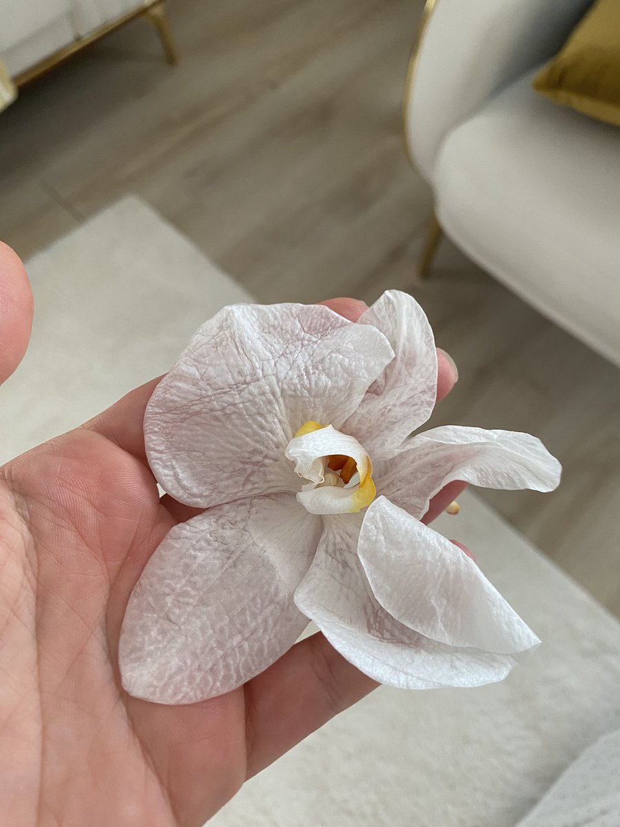 cicekpelin's tweet photo. Ha’ bir de, bazen ne yapsan da olmuyor. Orkidem bir günde öldü, bütün çiçekleri dallarından bir günde düştü. O kadar iyi bakmıştım ki, çok üzüldüm. https://t.co/Cezg3YEIBM