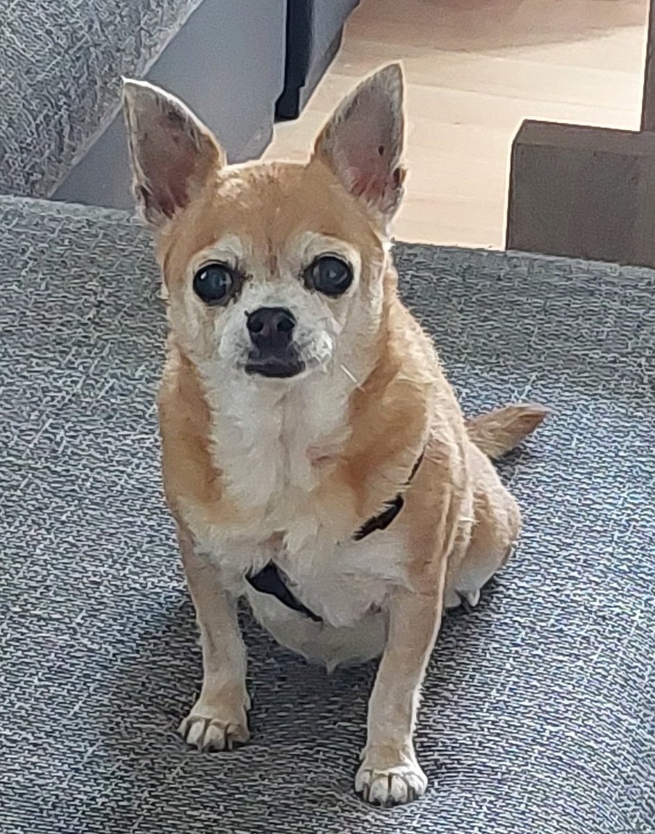 Alive_HD's tweet photo. @Miamouz Floh♡ aber wir nennen sie "Cotty" von "Cotelette" viele Knochen, wenig Fleisch...🤔🤣🫣aka Ratte. https://t.co/ZYAVid6LhC