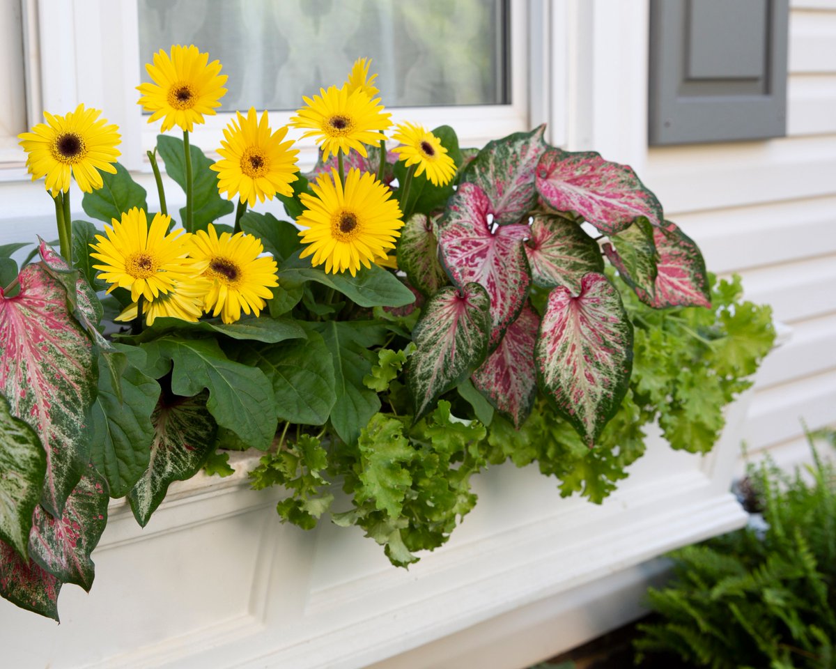 MetrolinaGreenhouses tweet media