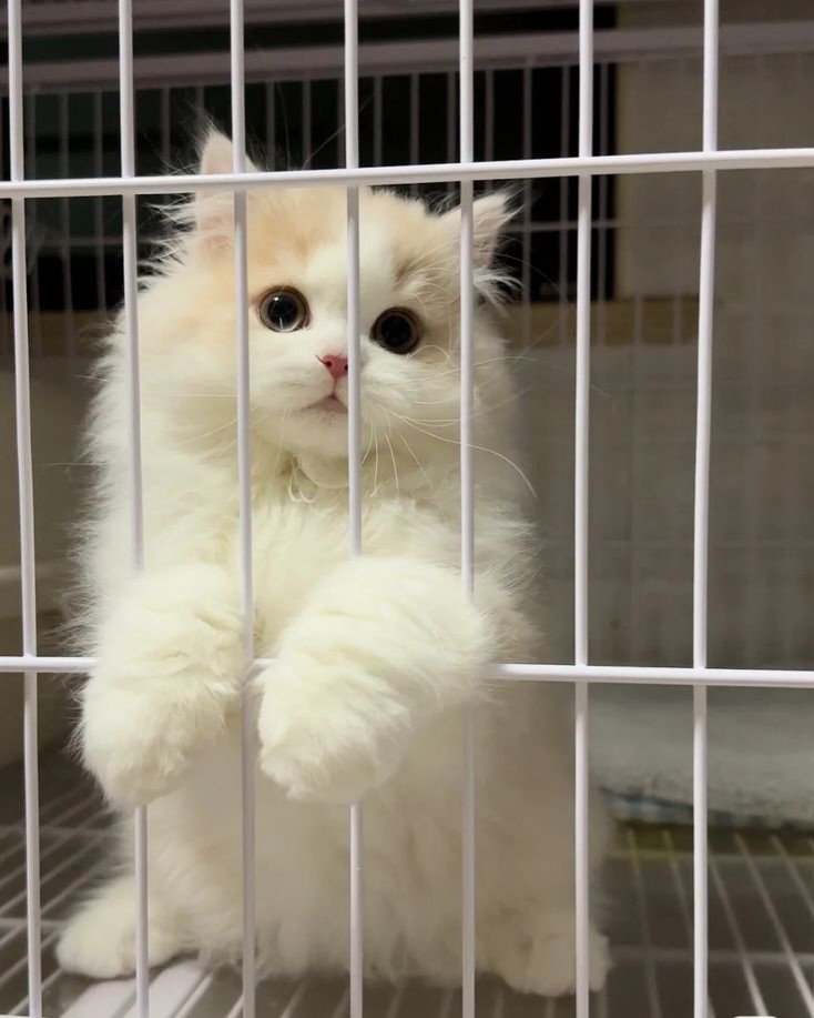 cutecats_____ tweet picture