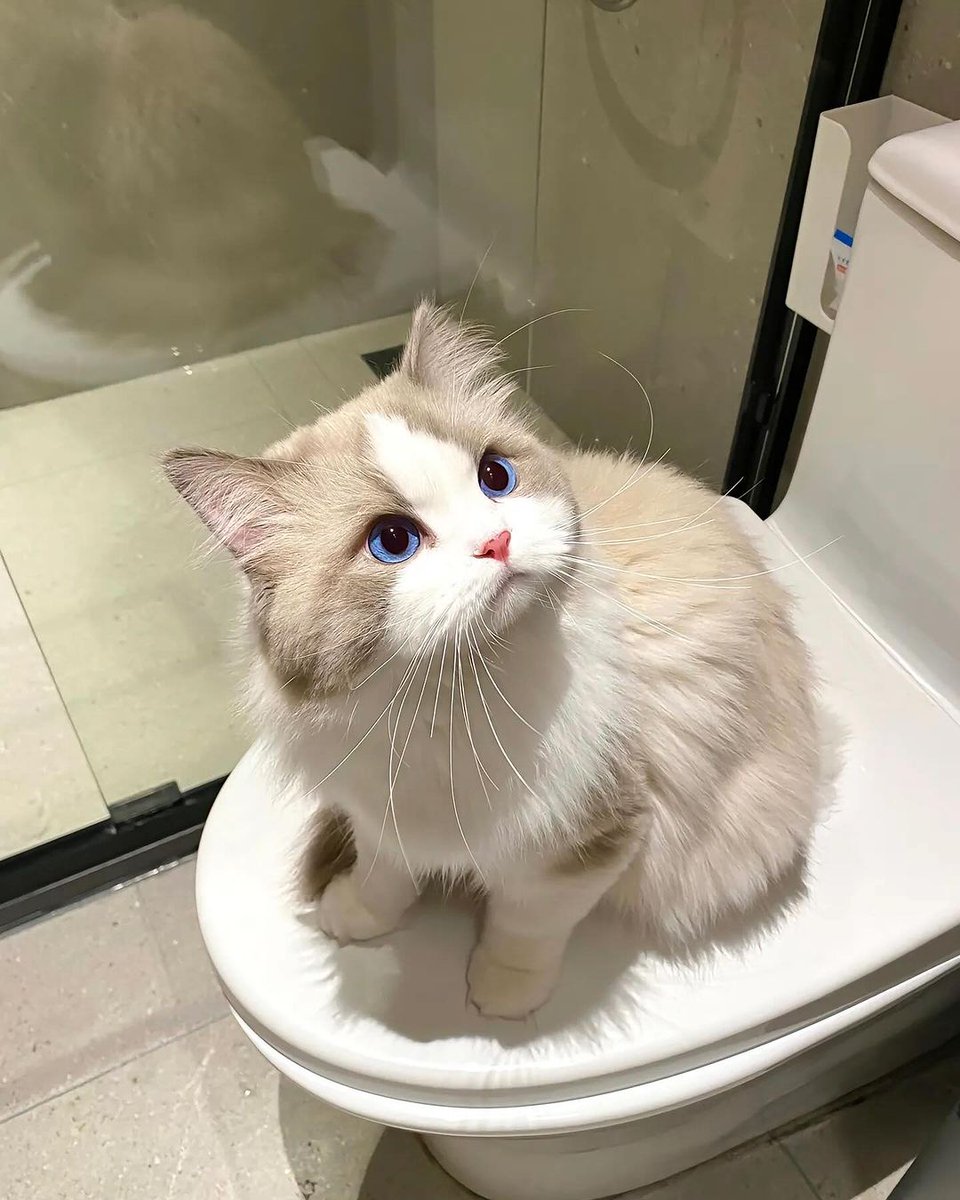 cutecats_____'s tweet image. 