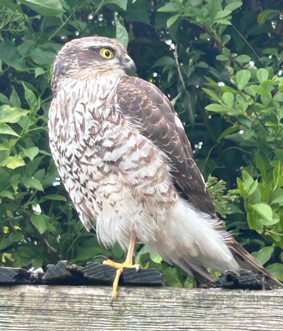 titchchell's tweet photo. #Springwatch , this beauty visited my garden , can you tell me what the bird is please? Glorious sight to behold https://t.co/oOqO7cafcN