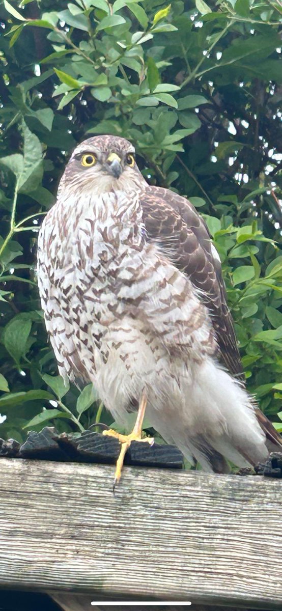 titchchell's tweet photo. #Springwatch , this beauty visited my garden , can you tell me what the bird is please? Glorious sight to behold https://t.co/oOqO7cafcN