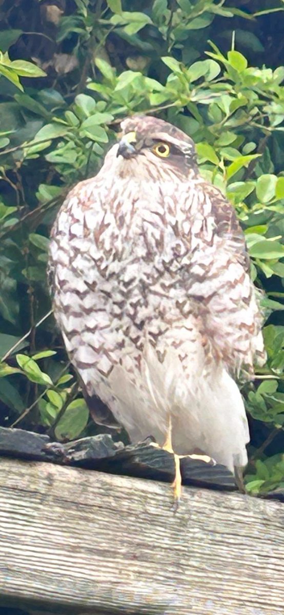 titchchell's tweet photo. #Springwatch , this beauty visited my garden , can you tell me what the bird is please? Glorious sight to behold https://t.co/oOqO7cafcN