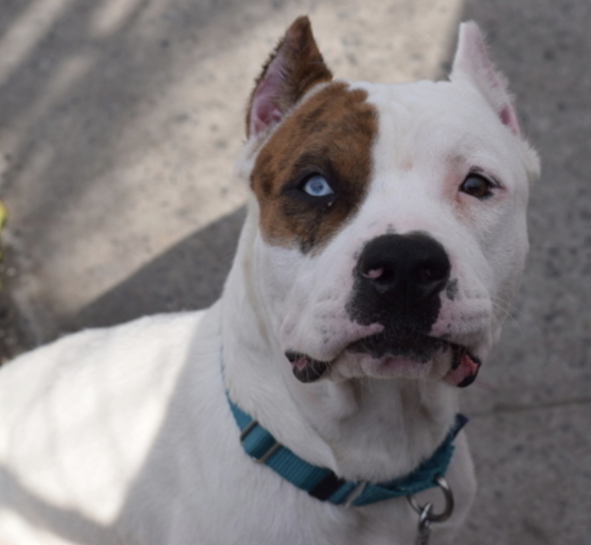 BeeDoDoobieDo's tweet photo. Meet PHOEBE and ROSS ~ ~
These are still (2) of the dogs left from the "Friends gang" that was abandoned by😡owners in an NYC apartment. Both are shy, but lovable w/volunteers and staff, they need out, the scenario they are in is so scary to them both. These stunning, good looking dogs are directly adoptable to a person who has patience and love to let them blossom! But a #NewHopeRescue w/exp. foster to allow them time to decompress and get ready for adoption would be perfect👌🏼Here is Ross:
https://t.co/Ksfp802zf2 👇🏼👇🏼👇🏼👇🏼♥️♥️♥️♥️