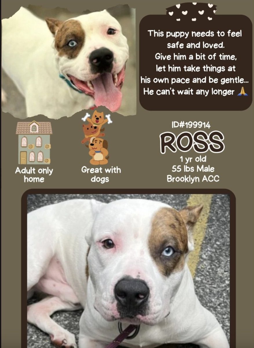 BeeDoDoobieDo's tweet photo. Meet PHOEBE and ROSS ~ ~
These are still (2) of the dogs left from the "Friends gang" that was abandoned by😡owners in an NYC apartment. Both are shy, but lovable w/volunteers and staff, they need out, the scenario they are in is so scary to them both. These stunning, good looking dogs are directly adoptable to a person who has patience and love to let them blossom! But a #NewHopeRescue w/exp. foster to allow them time to decompress and get ready for adoption would be perfect👌🏼Here is Ross:
https://t.co/Ksfp802zf2 👇🏼👇🏼👇🏼👇🏼♥️♥️♥️♥️