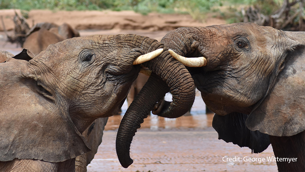 NaturePortfolio's tweet photo. Wild African savannah elephants may address each other with name-like calls that, similar to personal names used by humans, do not appear to imitate sounds made by the individual being addressed, according to research in @NatureEcoEvo. https://t.co/R4IPoceh10 https://t.co/a7henvszGI