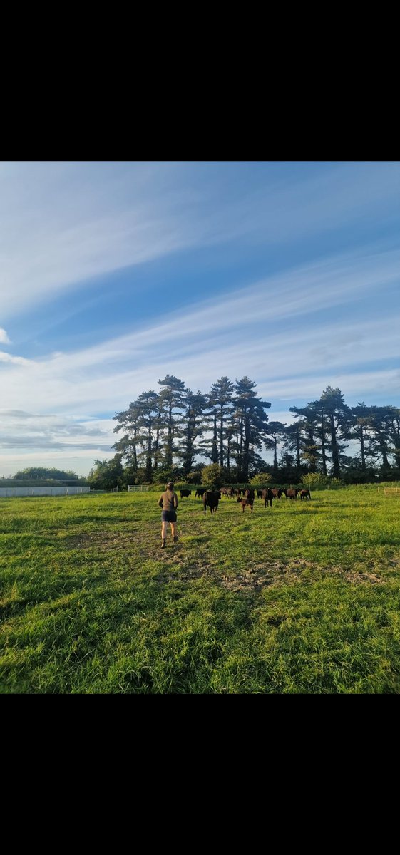 Niall Devane tweet media