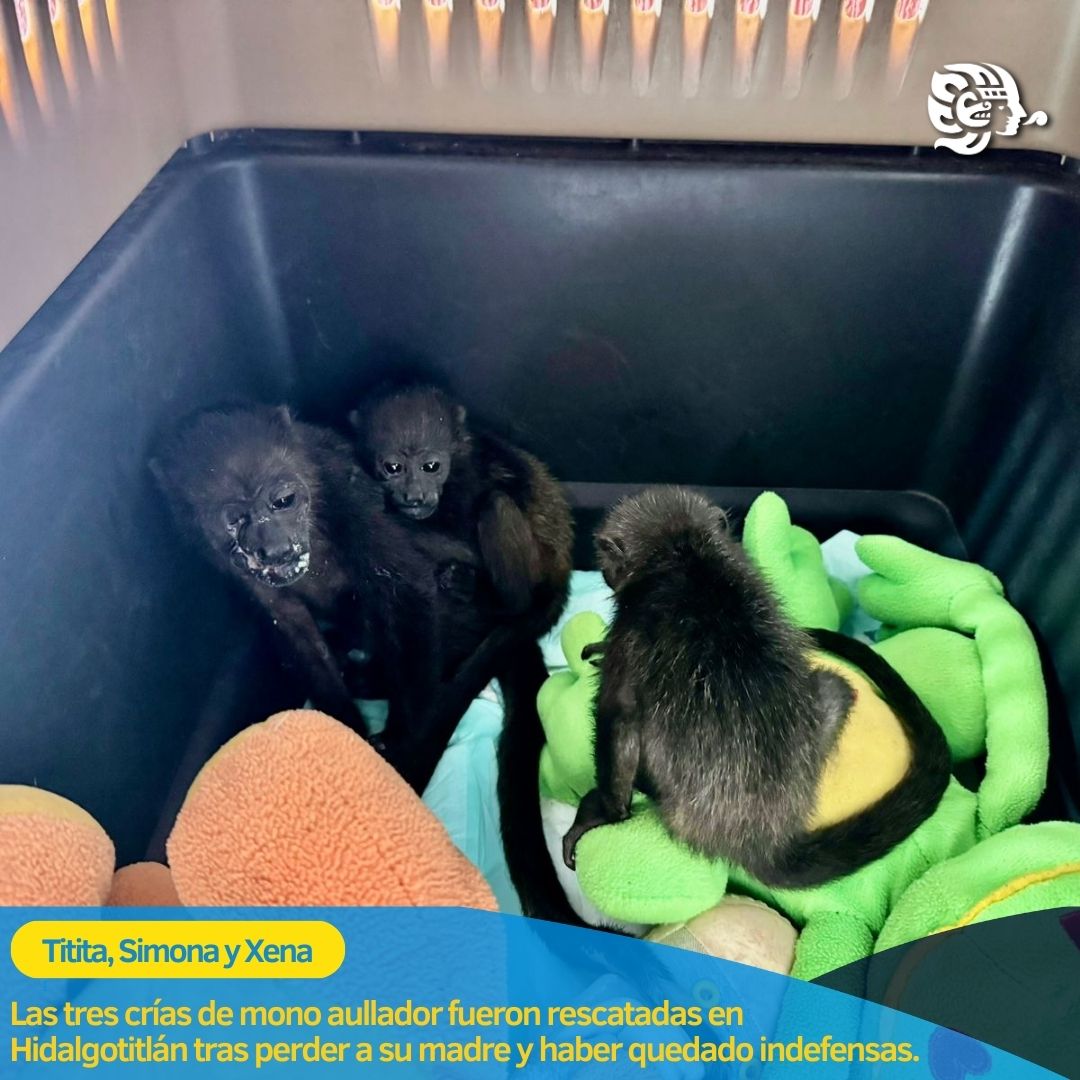 diariodelistmo_'s tweet photo. #Hidalgotitlan | Las crías quedaron bajo resguardo y el veterinario Jaime Takami en Coatzacoalcos.
Conoce su historia aquí👇
https://t.co/tK7PnDKVtB https://t.co/7uDGX83Xsm