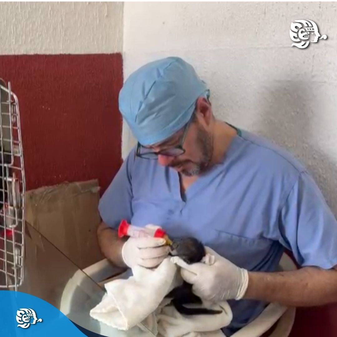 diariodelistmo_'s tweet photo. #Hidalgotitlan | Las crías quedaron bajo resguardo y el veterinario Jaime Takami en Coatzacoalcos.
Conoce su historia aquí👇
https://t.co/tK7PnDKVtB https://t.co/7uDGX83Xsm