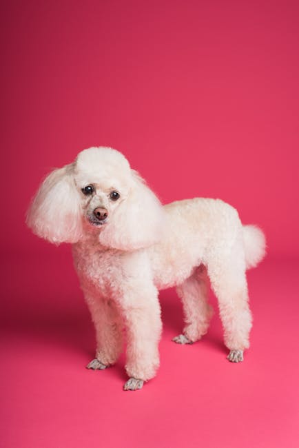 PerfectPupLLC's tweet photo. Poodles
Poodles are not only stylish but also incredibly smart and trainable. Available in three sizes—standard, miniature, and toy—there's a Poodle for every lifestyle. Their hypoallergenic coats make them a great choice for allergy sufferers.
🎀🐩 #Poodle #PerfectPup #DogT... https://t.co/zPNo0O8Tv6