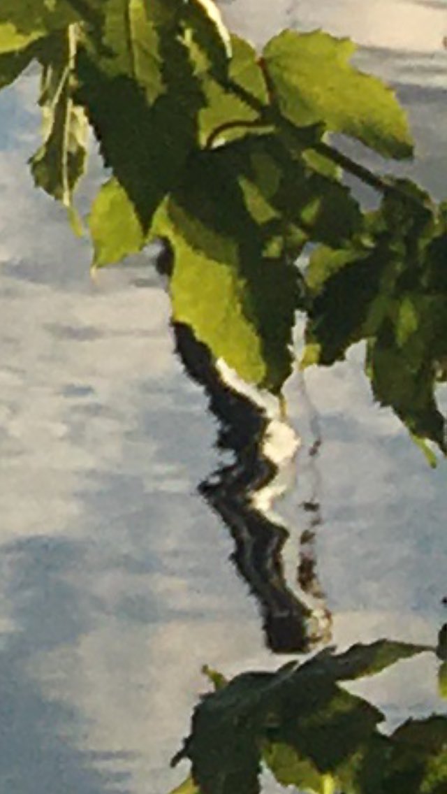 zamarginalities's tweet photo. The same spot at #TeddingtonLock, 10 June 2024 https://t.co/TmP7Ld9ac1