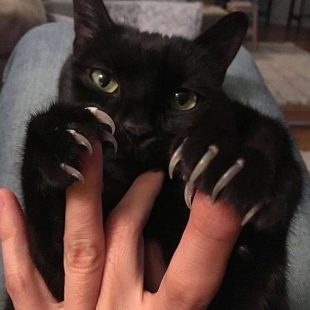 Punch Cat (@punchingcat) on Twitter photo 