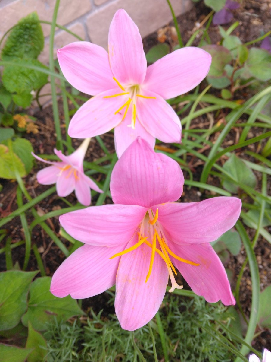 6月11日（火）☀
おはようございます٩(๑❛ᴗ❛๑)۶

ストレスは万病の元！
ストレス溜めないようにしよう😊
今日もポジティブ思考で生きましょう♬«٩(*´∀`*)۶»♬

皆さんの火曜日🍀
穏やかな一日になると良いですね*:.｡.(▦˘╰╯˘▦).｡.:*

　　💐サフランもどき💐