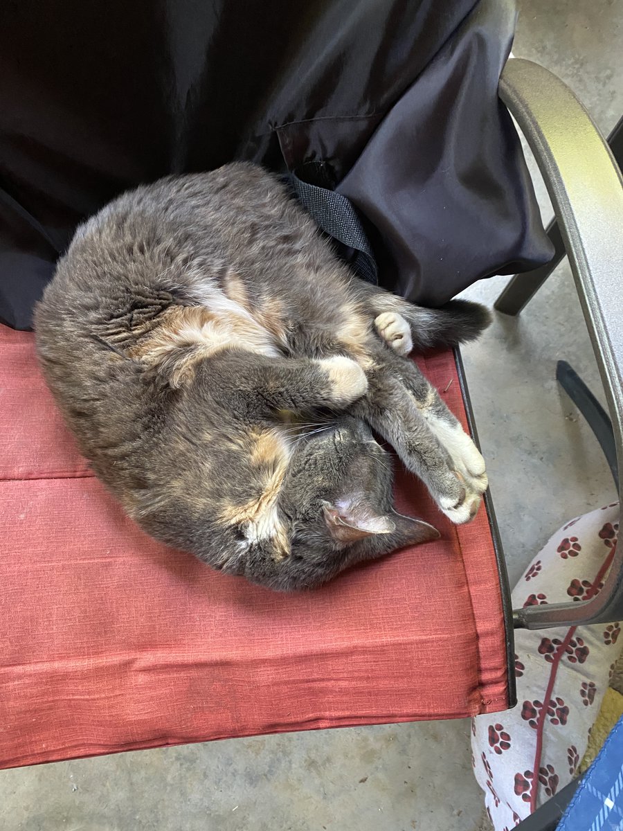 RcmManagement's tweet image. Wishing our little lady a happy 21st...yeah she sleeps in a variety of yoga posses. #catlife #blessed