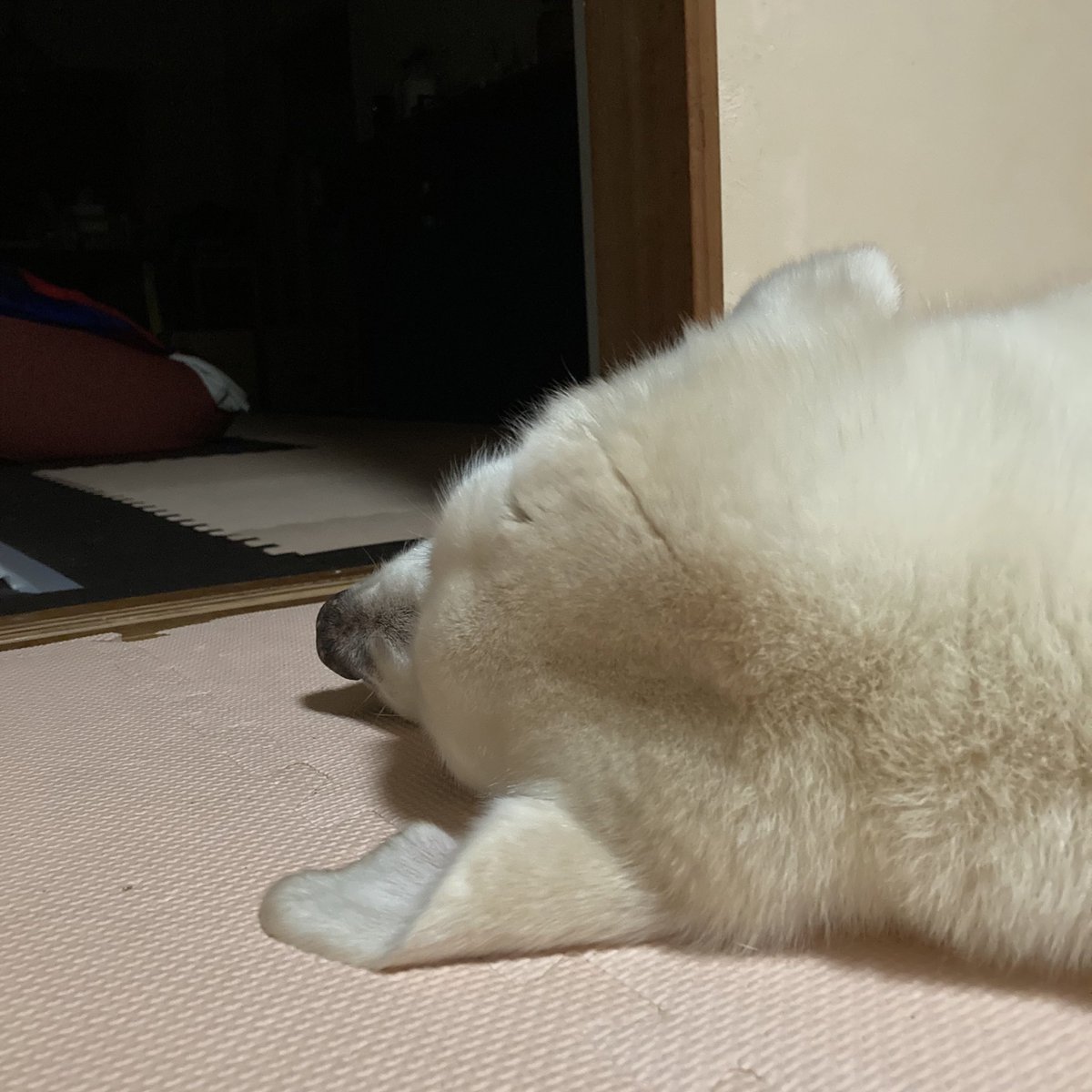 Minato28359037's tweet photo. おはようございます。
本日の学習予定👉
🔹基本3点セット(語彙、文法)
🔹ラジオ英会話
🔸発音レッスン
昨夜はラジ英途中で寝落ちしてしまった💦今朝は聞き直しからスタートしました。
犬の後頭部は眠気を誘う🥱。
#英語学習
#GrammarInUse
#秘密結社老犬倶楽部 https://t.co/dM9lpCfcsF