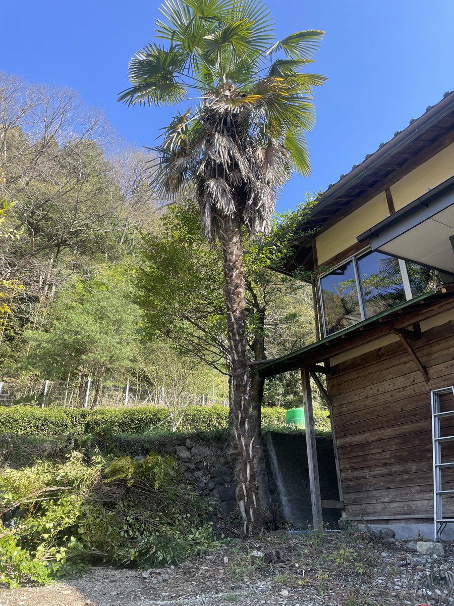 SkgFeather's tweet photo. シュロの伐採をご依頼いただきました🌳🪚
家やお墓にも近いので万全を期した作業。梯子に登って、頭から詰めた後に伐倒。一刀毎にチェーンソー内部に樹皮が絡まり分解→掃除する羽目になり、なかなか厄介な作業だったけど無事終了しました✨ https://t.co/IMoaq8XF0l