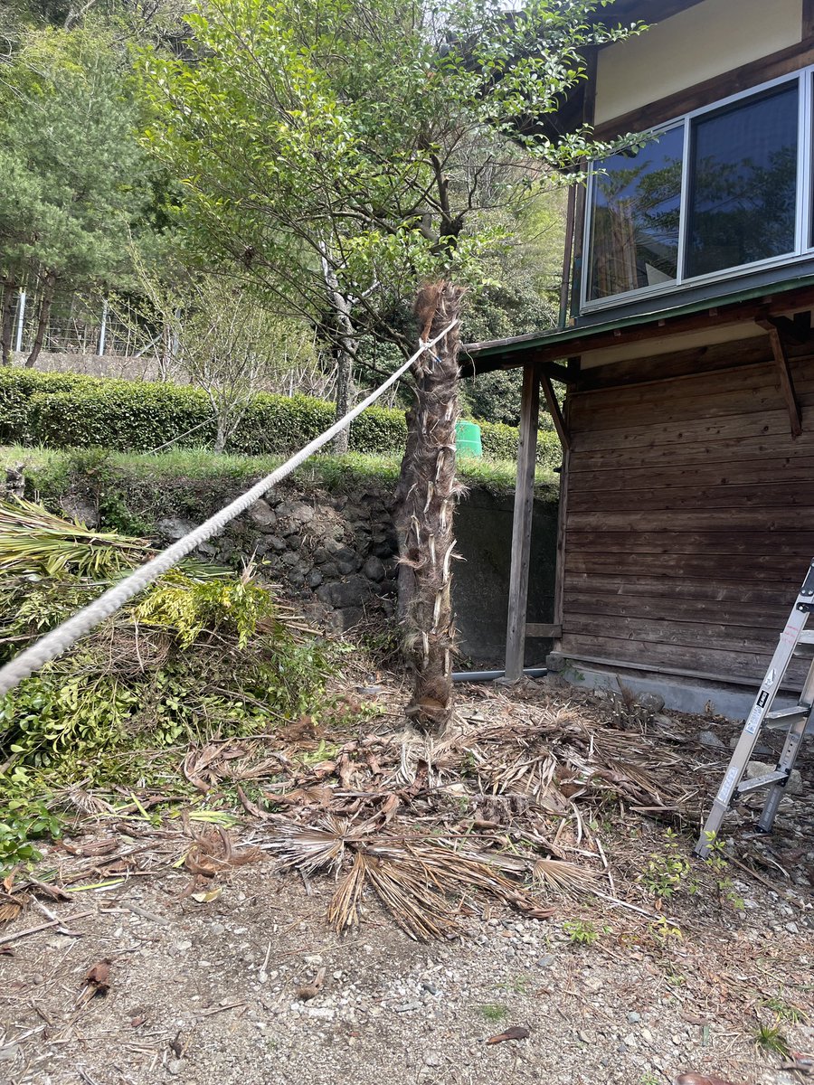 SkgFeather's tweet photo. シュロの伐採をご依頼いただきました🌳🪚
家やお墓にも近いので万全を期した作業。梯子に登って、頭から詰めた後に伐倒。一刀毎にチェーンソー内部に樹皮が絡まり分解→掃除する羽目になり、なかなか厄介な作業だったけど無事終了しました✨ https://t.co/IMoaq8XF0l