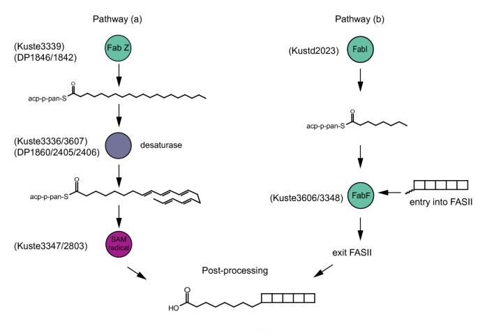 That_Chemist's tweet photo. It's still so crazy to me that bacteria make ladderane lipids https://t.co/5cuPS5j125