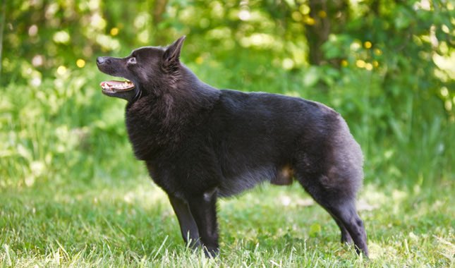 doggtism's tweet photo. • Not all dogs you see with stumpy tails are docked! Many breeds may naturally come with short or bobbed tails. Breeds that may be born with short or bobbed tails include: the English  Bulldog, Schipperke, Australian Stumpy Tail Cattle Dog, and Pembroke Welsh Corgi https://t.co/32uQWBlM1K