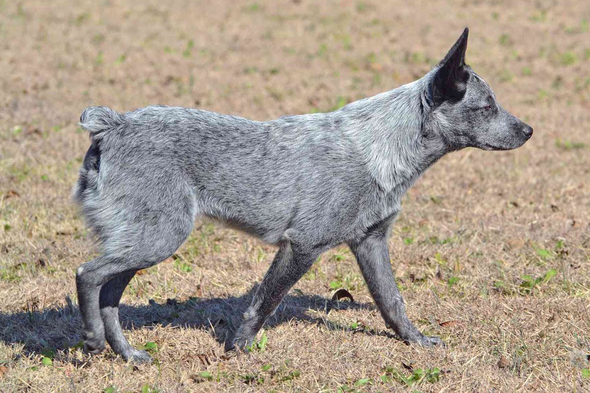 doggtism's tweet photo. • Not all dogs you see with stumpy tails are docked! Many breeds may naturally come with short or bobbed tails. Breeds that may be born with short or bobbed tails include: the English  Bulldog, Schipperke, Australian Stumpy Tail Cattle Dog, and Pembroke Welsh Corgi https://t.co/32uQWBlM1K