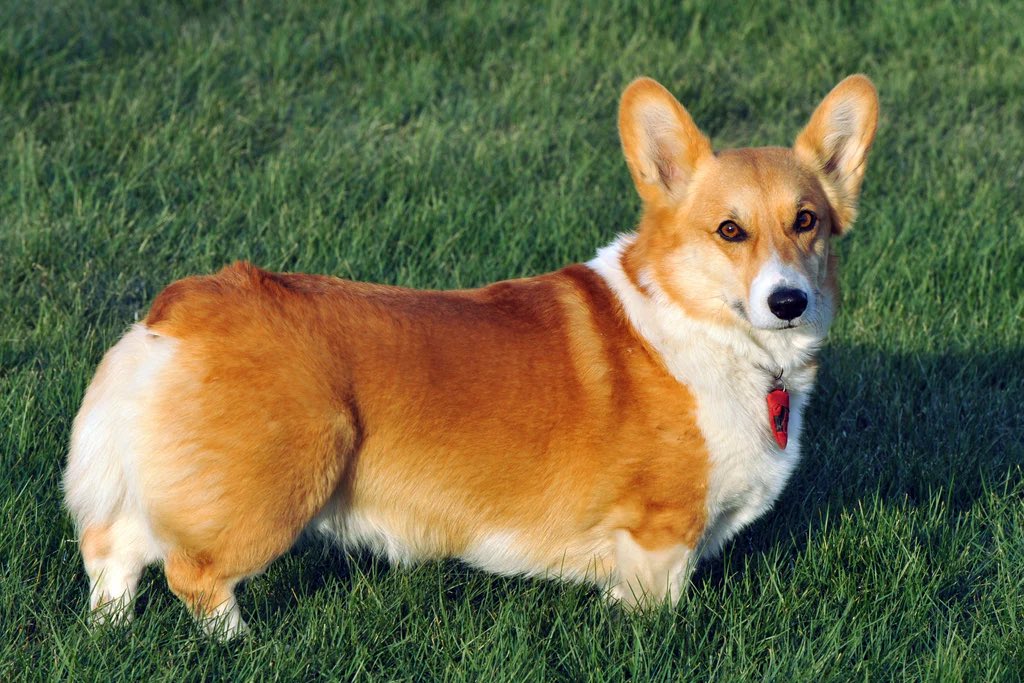 doggtism's tweet photo. • Not all dogs you see with stumpy tails are docked! Many breeds may naturally come with short or bobbed tails. Breeds that may be born with short or bobbed tails include: the English  Bulldog, Schipperke, Australian Stumpy Tail Cattle Dog, and Pembroke Welsh Corgi https://t.co/32uQWBlM1K