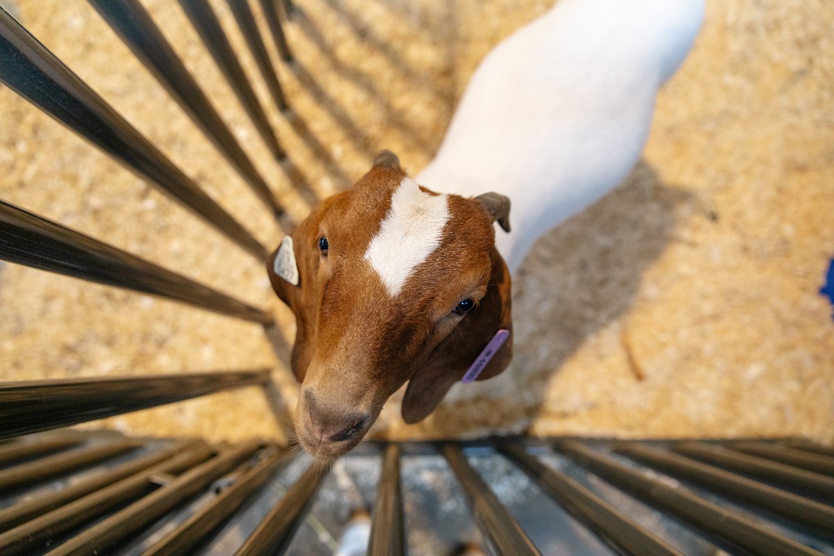 Minnesota 4-H Youth Development tweet media