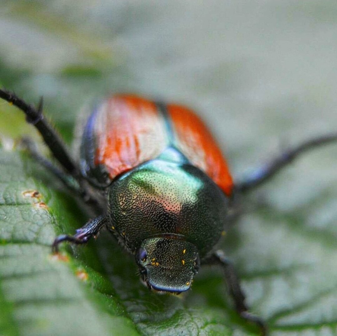 Bens_pics's tweet photo. Bug on a Raspberry leaf
#macrophotography #bugs #bugphotography #mnphotography https://t.co/mZWlp5aNvu