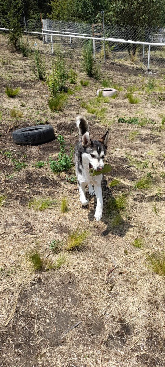 FundacionToby's tweet photo. El guapo Pirata 🐶🖤

🚨En adopción🚨 https://t.co/yYDw39YKCo