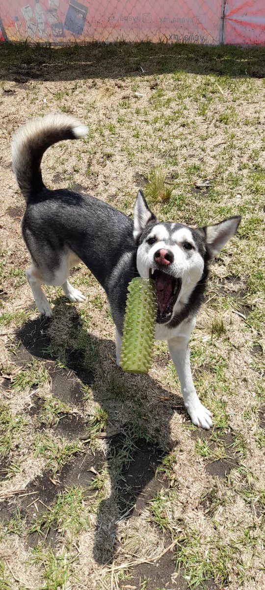 FundacionToby's tweet photo. El guapo Pirata 🐶🖤

🚨En adopción🚨 https://t.co/yYDw39YKCo