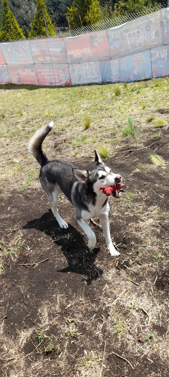 FundacionToby's tweet photo. El guapo Pirata 🐶🖤

🚨En adopción🚨 https://t.co/yYDw39YKCo