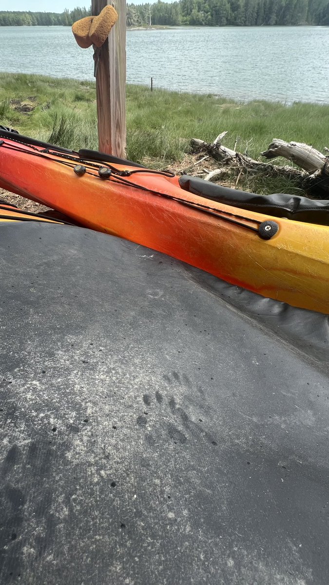 Revkin's tweet image. Great kayaking brain break this afternoon amid a super productive day. Fun to see (raccoon?) 👣 on the cockpit cover. Crow chasing eagle, some pop-up seals and dramatic skies. #mainelife