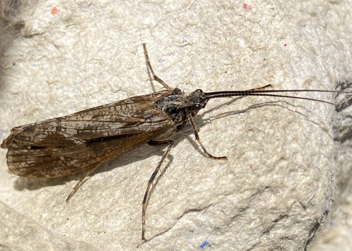 BrennanMartine's tweet photo. First big Phryganea sp. caddisfly this year, to the actinic trap #mothbycatch https://t.co/M5Y5p69eLx