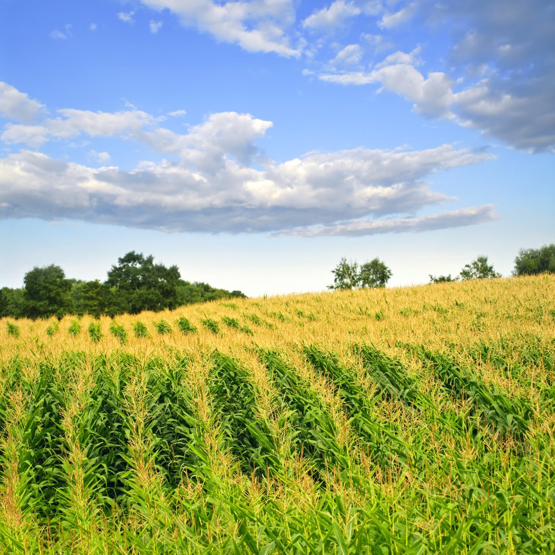 BiomeMakers's tweet photo. Navigating Supply Chain Resilience in Agriculture 🌱

Read our blog post and discover what makes the nutritional quality of soil so crucial for the success of the entire value chain, and why resilience and sustainability start from the ground up. 

👉   https://t.co/1DIT7IQ1Do https://t.co/QdJEPX4bKb