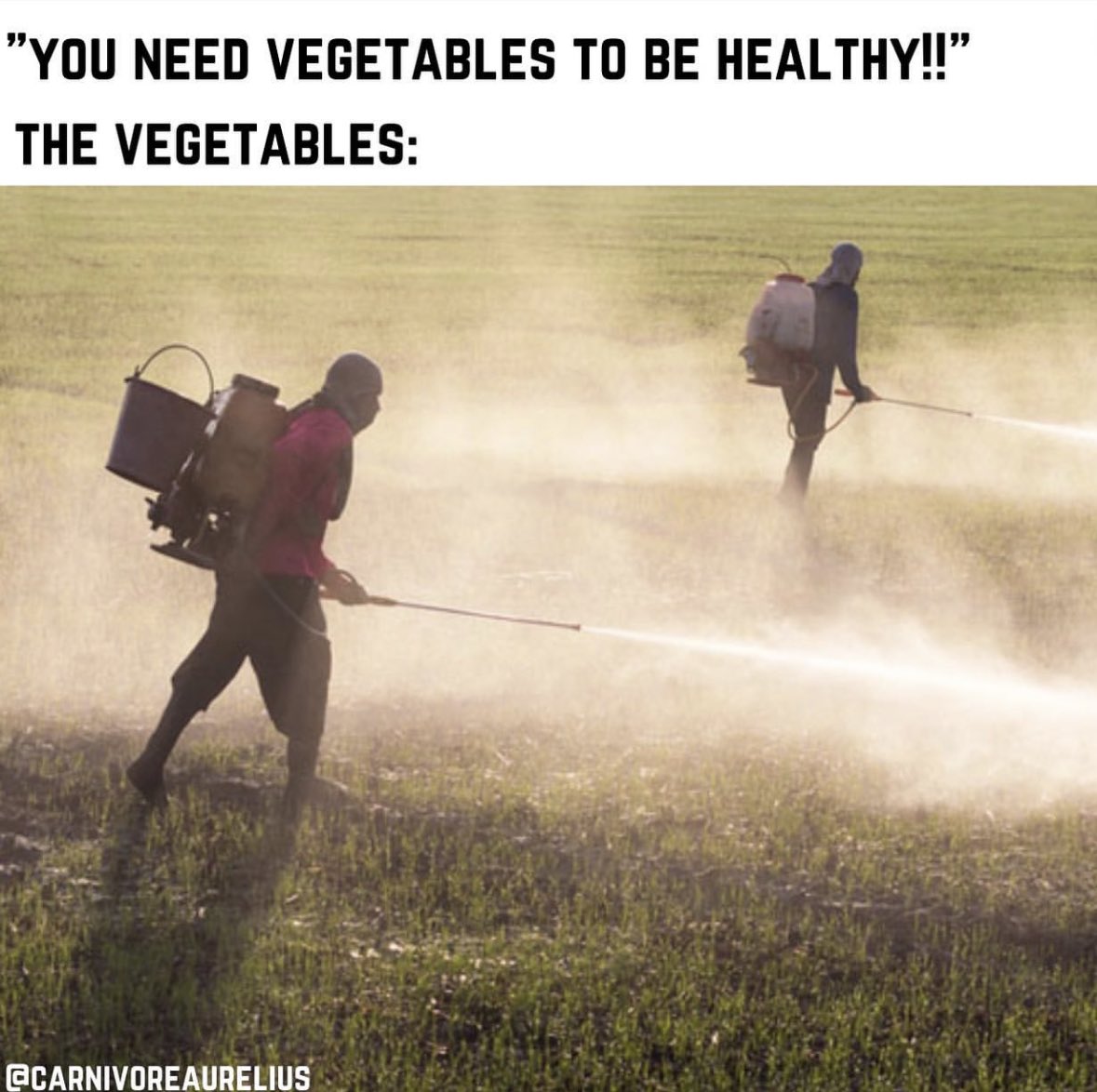 Carnivore Aurelius ©🥩 ☀️🦙 (@alpacaaurelius) on Twitter photo 